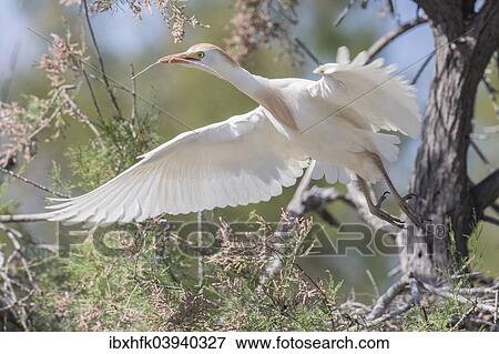 "Flying Cattle Egret (Bubulcus ibis) in breeding plumage, Camargue, France, Europe" View Large Photo Image Stock Photo - "Flying Cattle Egret (Bubulcus ibis) in breeding plumage, Camargue, France, Europe". Fotosearch