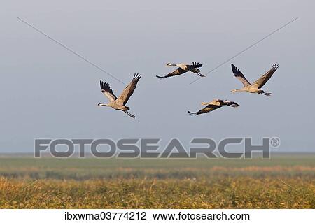 "Flying Cranes (Grus grus) in the morning, Mecklenburg-Vorpommern, Germany, Europe" View Large Photo Image Stock Image - "Flying Cranes (Grus grus) in the morning, Mecklenburg-Vorpommern, Germany, Europe". Fotosearch