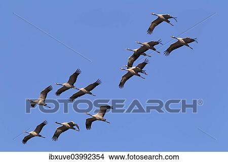 "Flying gray cranes (Grus grus), bird migration, Rugen-Bock region, Western Pomerania Lagoon Area National Park, Mecklenburg-Western Pomerania, Germany, Europe" View Large Photo Image Picture - "Flying gray cranes (Grus grus), bird migration, Rugen-Bock region, Western Pomerania Lagoon Area National Park, Mecklenburg-Western Pomerania, Germany, Europe". Fotosearch