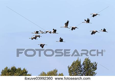 "Flying gray cranes (Grus grus), bird migration, Rugen-Bock region, Western Pomerania Lagoon Area National Park, Mecklenburg-Western Pomerania, Germany, Europe" View Large Photo Image Stock Image - "Flying gray cranes (Grus grus), bird migration, Rugen-Bock region, Western Pomerania Lagoon Area National Park, Mecklenburg-Western Pomerania, Germany, Europe". Fotosearch