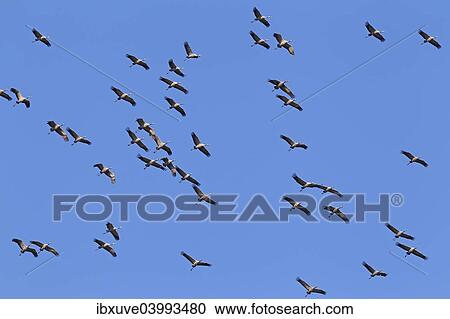 "Flying gray cranes (Grus grus), bird migration, Rugen-Bock region, Western Pomerania Lagoon Area National Park, Mecklenburg-Western Pomerania, Germany, Europe" View Large Photo Image Stock Image - "Flying gray cranes (Grus grus), bird migration, Rugen-Bock region, Western Pomerania Lagoon Area National Park, Mecklenburg-Western Pomerania, Germany, Europe". Fotosearch