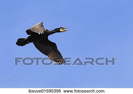 "Flying Great Cormorant (Phalacrocorax carbo), """"Bird of the Year 2010""""" View Large Photo Image Stock Photograph - "Flying Great Cormorant (Phalacrocorax carbo), """"Bird of the Year 2010""""". Fotosearch