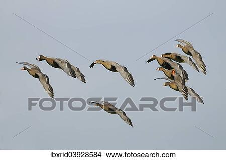 "Flying Greater white-fronted Geese (Anser albifrons), Bislicher Insel, Wesel, Lower Rhine region, North Rhine-Westphalia, Germany, Europe" View Large Photo Image Picture - "Flying Greater white-fronted Geese (Anser albifrons), Bislicher Insel, Wesel, Lower Rhine region, North Rhine-Westphalia, Germany, Europe". Fotosearch