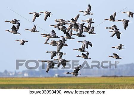 "Flying greylag geese (Anser anser), bird migration, fall migration, Mecklenburg-Western Pomerania, Germany, Europe" View Large Photo Image Stock Image - "Flying greylag geese (Anser anser), bird migration, fall migration, Mecklenburg-Western Pomerania, Germany, Europe". Fotosearch