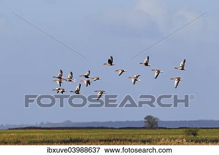 "Flying greylag geese (Anser anser), bird migration, fall migration, Mecklenburg-Western Pomerania, Germany, Europe" View Large Photo Image Stock Photo - "Flying greylag geese (Anser anser), bird migration, fall migration, Mecklenburg-Western Pomerania, Germany, Europe". Fotosearch