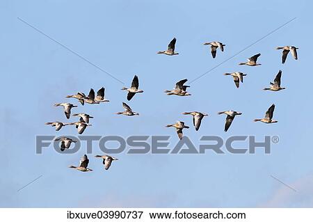 "Flying greylag geese (Anser anser), bird migration, fall migration, Western Pomerania Lagoon Area National Park, Mecklenburg-Western Pomerania, Germany, Europe" View Large Photo Image Stock Photo - "Flying greylag geese (Anser anser), bird migration, fall migration, Western Pomerania Lagoon Area National Park, Mecklenburg-Western Pomerania, Germany, Europe". Fotosearch