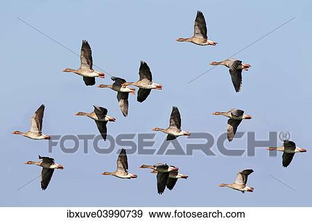 "Flying greylag geese (Anser anser), bird migration, fall migration, Western Pomerania Lagoon Area National Park, Mecklenburg-Western Pomerania, Germany, Europe" View Large Photo Image Stock Photo - "Flying greylag geese (Anser anser), bird migration, fall migration, Western Pomerania Lagoon Area National Park, Mecklenburg-Western Pomerania, Germany, Europe". Fotosearch