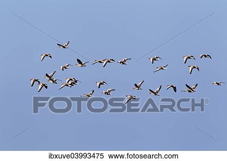Stock Photography - "Flying greylag geese (Anser anser), bird migration, fall migration, Western Pomerania Lagoon Area National Park, Mecklenburg-Western Pomerania, Germany, Europe". Fotosearch