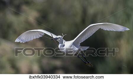 "Flying Little Egret (Egretta garzetta), Camargue, France, Europe" View Large Photo Image Picture - "Flying Little Egret (Egretta garzetta), Camargue, France, Europe". Fotosearch