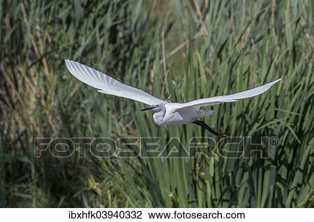 "Flying Little Egret (Egretta garzetta), Camargue, France, Europe" View Large Photo Image Stock Image - "Flying Little Egret (Egretta garzetta), Camargue, France, Europe". Fotosearch