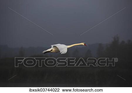 "Flying Mute Swan (Cygnus olor), flying, Federsee lake, near Bad Buchau, Baden-Wurttemberg, Germany, Europe" View Large Photo Image Stock Image - "Flying Mute Swan (Cygnus olor), flying, Federsee lake, near Bad Buchau, Baden-Wurttemberg, Germany, Europe". Fotosearch