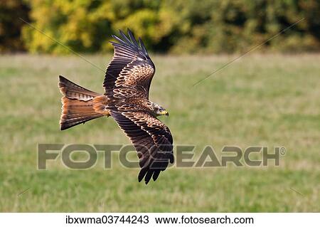 "Flying Red Kite (Milvus milvus) in the Wildpark Neuhaus wildlife park, Neuhaus im Solling, Lower Saxony, Germany, Europe" View Large Photo Image Stock Image - "Flying Red Kite (Milvus milvus) in the Wildpark Neuhaus wildlife park, Neuhaus im Solling, Lower Saxony, Germany, Europe". Fotosearch