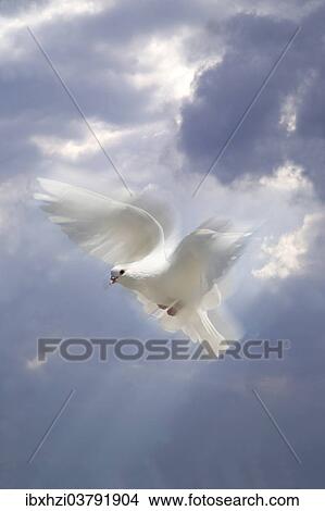 Picture - Flying white dove in front of a cloudy sky. Fotosearch