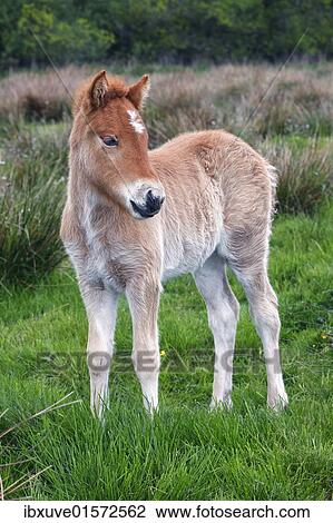 Stock Image - "Foal, Icelandic horse or pony (Equus przewalskii f. caballus)". Fotosearch