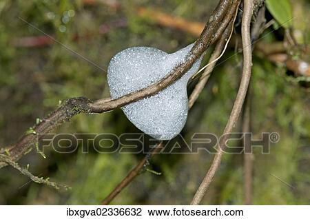 Stock Image - "Foam nest of the spittlebug larvae (Aphrophoridae), Tandayapa region, Andean cloud forest, Ecuador, South America". Fotosearch