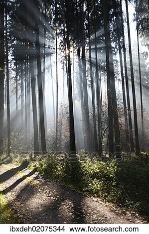 Picture - "Fog and sun rays in a forest of Norway spruces (Picea abies), Unterallgaeu, Allgaeu, Bavaria, Germany, Europe". Fotosearch