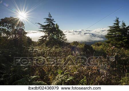 "Fog, backlit, sun, Doi Inthanon National Park, Chiang Mai Province, Northern Thailand, Thailand, Asia" View Large Photo Image Stock Photo - "Fog, backlit, sun, Doi Inthanon National Park, Chiang Mai Province, Northern Thailand, Thailand, Asia". Fotosearch