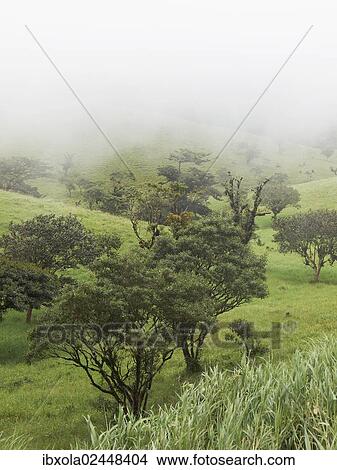 "Fog clouded green mountain forest on the edge between the Pacific and Atlantic meteorological divides, Cordillera de Tilaran Tilaran, Guanacaste Province, Costa Rica, Central America, North America" View Large Photo Image Picture - "Fog clouded green mountain forest on the edge between the Pacific and Atlantic meteorological divides, Cordillera de Tilaran Tilaran, Guanacaste Province, Costa Rica, Central America, North America". Fotosearch
