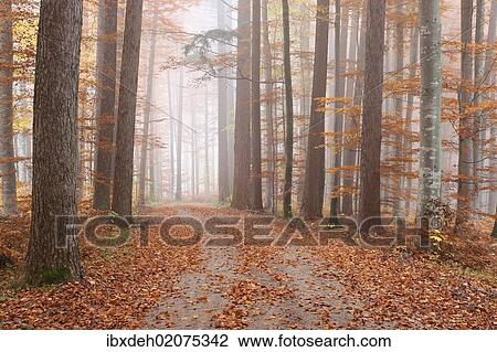 "Fog in a colourful forest in autumn with beeches (Fagus sylvatica) and noble firs (Abies procera), Unterallgaeu, Allgaeu, Bavaria, Germany, Europe" View Large Photo Image Stock Image - "Fog in a colourful forest in autumn with beeches (Fagus sylvatica) and noble firs (Abies procera), Unterallgaeu, Allgaeu, Bavaria, Germany, Europe". Fotosearch