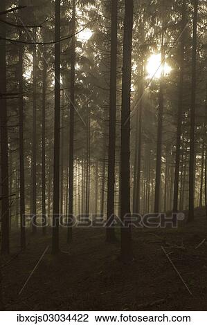 Stock Image - "Fog in a spruce forest (Picea), back lit, sun shining through the canopy, Bergisches Land, Germany, Europe". Fotosearch