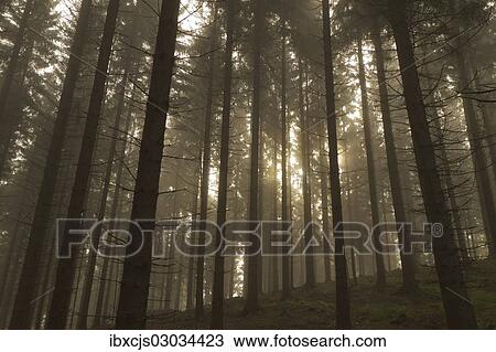 "Fog in a spruce forest (Picea), back lit, sun shining through the canopy, Bergisches Land, Germany, Europe" View Large Photo Image Stock Image - "Fog in a spruce forest (Picea), back lit, sun shining through the canopy, Bergisches Land, Germany, Europe". Fotosearch