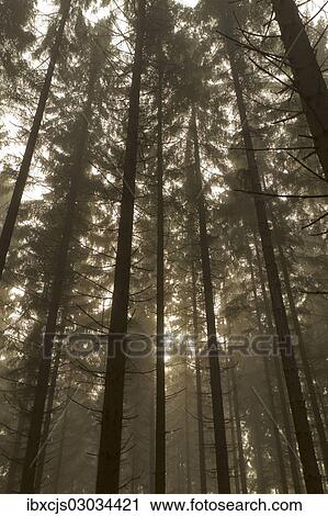 Stock Image - "Fog in a spruce forest (Picea), sun shining through the canopy, Bergisches Land, Germany, Europe". Fotosearch