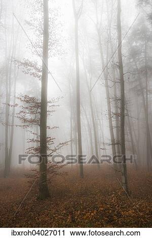 Stock Image - "Fog in late autumn beech forest (Fagus), Salzburg, Austria, Europe". Fotosearch
