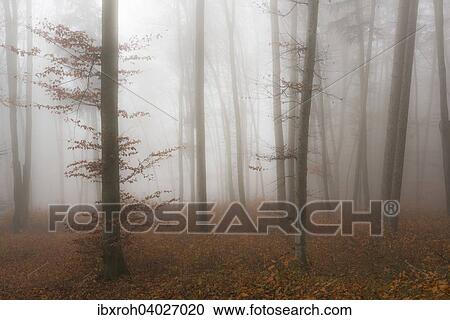 "Fog in late autumn beech forest (Fagus), Salzburg, Austria, Europe" View Large Photo Image Stock Image - "Fog in late autumn beech forest (Fagus), Salzburg, Austria, Europe". Fotosearch