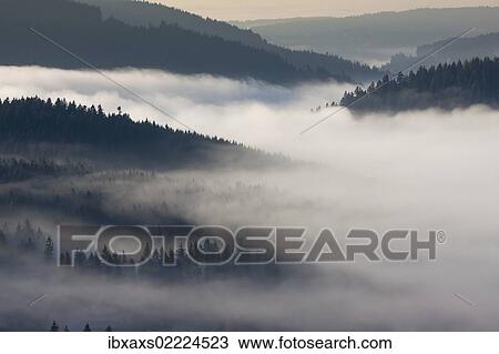 "Fog in the Black Forest above Schluchsee Lake, Breisgau in the Black Forest, Baden-Wuerttemberg, Germany, Europe" View Large Photo Image Stock Image - "Fog in the Black Forest above Schluchsee Lake, Breisgau in the Black Forest, Baden-Wuerttemberg, Germany, Europe". Fotosearch