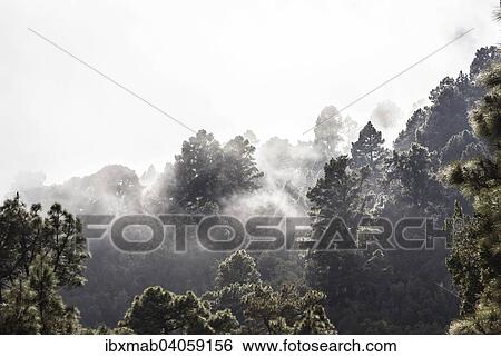 "Fog in the forest after rain, La Palma, Canary Islands, Spain, Europe" View Large Photo Image Stock Photograph - "Fog in the forest after rain, La Palma, Canary Islands, Spain, Europe". Fotosearch