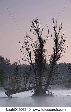 "Fog on the Danube, Ingolstadt, Bavaria, Germany, Europe" View Large Photo Image Stock Image - "Fog on the Danube, Ingolstadt, Bavaria, Germany, Europe". Fotosearch