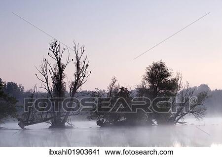 "Fog on the Danube, Ingolstadt, Bavaria, Germany, Europe" View Large Photo Image Stock Image - "Fog on the Danube, Ingolstadt, Bavaria, Germany, Europe". Fotosearch