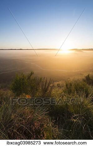 Stock Image - "Fog over dunes and heathland at sunrise, Henne, Region of Southern Denmark, Denmark, Europe". Fotosearch