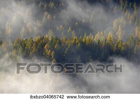 "Fog over mountain forest with autumn coloured Larches (Larix decidua), Gran Paradiso National Park, Valle di Cogne, Piedmont, Italy, Europe" View Large Photo Image Stock Image - "Fog over mountain forest with autumn coloured Larches (Larix decidua), Gran Paradiso National Park, Valle di Cogne, Piedmont, Italy, Europe". Fotosearch
