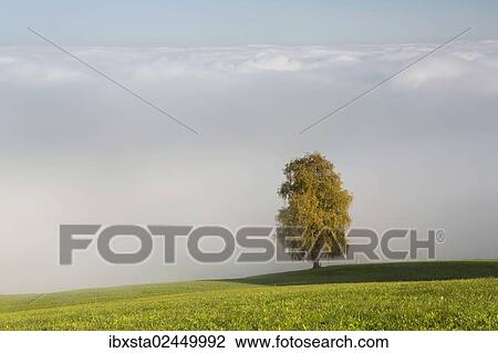 "Fog with autumnal tree at Rorschacherberg, Lake Constance, Switzerland, Europe" View Large Photo Image Stock Image - "Fog with autumnal tree at Rorschacherberg, Lake Constance, Switzerland, Europe". Fotosearch