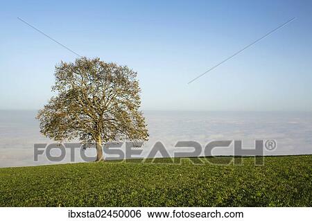 "Fog with autumnal tree at Rorschacherberg, Lake Constance, Switzerland, Europe" View Large Photo Image Stock Photograph - "Fog with autumnal tree at Rorschacherberg, Lake Constance, Switzerland, Europe". Fotosearch