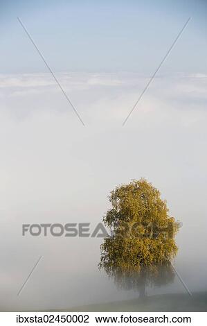 "Fog with autumnal tree on at Rorschacherberg, Switzerland, Europe" View Large Photo Image Stock Image - "Fog with autumnal tree on at Rorschacherberg, Switzerland, Europe". Fotosearch