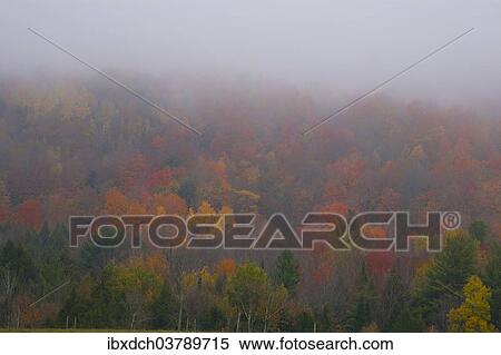Stock Photography - "Foggy forest on an early morning in autumn, Eastern Townships, Quebec, Canada, North America". Fotosearch
