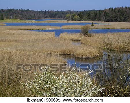 "Fohnsee and Sengsee lakes, Osterseen Lakes, Fuenfseenland area, Upper Bavaria, Bavaria, Germany,, Europe" View Large Photo Image Stock Photography - "Fohnsee and Sengsee lakes, Osterseen Lakes, Fuenfseenland area, Upper Bavaria, Bavaria, Germany,, Europe". Fotosearch