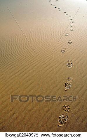 "Footprints in the desert sand, sand dune of Erg Chebbi, Morocco, Africa" View Large Photo Image Stock Photography - "Footprints in the desert sand, sand dune of Erg Chebbi, Morocco, Africa". Fotosearch