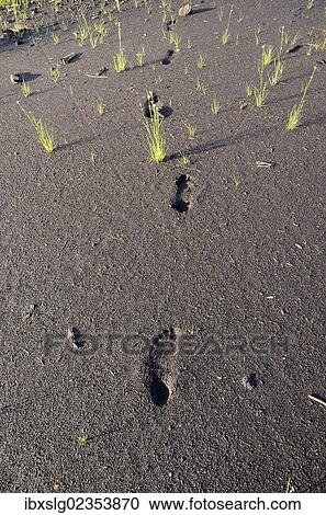 "Footprints in wet peat, Stammbecken Moor, former Nicklheim peat works, Rosenheim, Bavaria, Germany, Europe" View Large Photo Image Stock Image - "Footprints in wet peat, Stammbecken Moor, former Nicklheim peat works, Rosenheim, Bavaria, Germany, Europe". Fotosearch