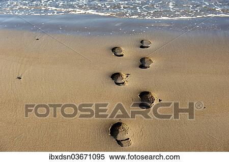 "Footprints on a beach, Germany, Europe" View Large Photo Image Stock Photography - "Footprints on a beach, Germany, Europe". Fotosearch