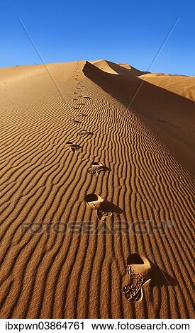 "Footsteps in the Sahara sand dunes of Erg Chebbi, Morocco, Africa" View Large Photo Image Stock Image - "Footsteps in the Sahara sand dunes of Erg Chebbi, Morocco, Africa". Fotosearch