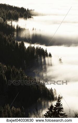 Stock Image - "Forest above the cloud level, view from the Feldberg, inversion, Black Forest, Baden-Wurttemberg, Germany, Europe". Fotosearch