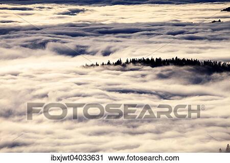 "Forest above the cloud level, view from the Feldberg, inversion, Black Forest, Baden-Wurttemberg, Germany, Europe" View Large Photo Image Stock Image - "Forest above the cloud level, view from the Feldberg, inversion, Black Forest, Baden-Wurttemberg, Germany, Europe". Fotosearch