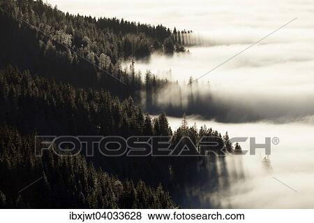 "Forest above the cloud level, view from the Feldberg, inversion, Black Forest, Baden-Wurttemberg, Germany, Europe" View Large Photo Image Stock Photo - "Forest above the cloud level, view from the Feldberg, inversion, Black Forest, Baden-Wurttemberg, Germany, Europe". Fotosearch
