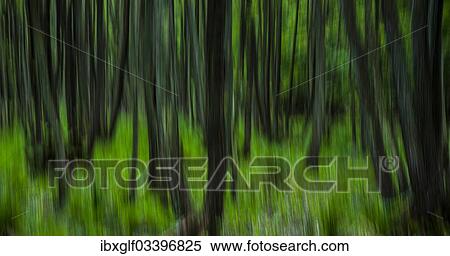 "Forest, abstract, motion blur, Born am Darss, Fischland-Darss-Zingst, Mecklenburg-Western Pomerania, Germany, Europe" View Large Photo Image Stock Photography - "Forest, abstract, motion blur, Born am Darss, Fischland-Darss-Zingst, Mecklenburg-Western Pomerania, Germany, Europe". Fotosearch