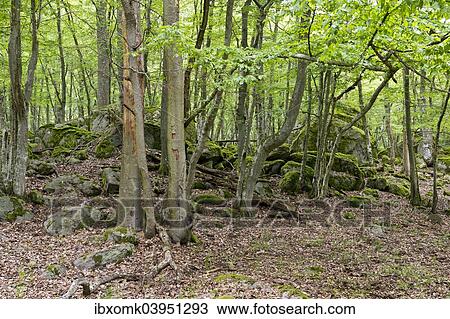 "Forest and rocks, Eriksberg Wildlife and Nature Park, Trensum, Guovik, Blekinge, Sweden, Europe" View Large Photo Image Stock Image - "Forest and rocks, Eriksberg Wildlife and Nature Park, Trensum, Guovik, Blekinge, Sweden, Europe". Fotosearch