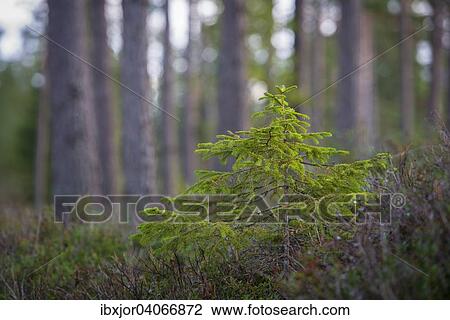 "Forest, Asenhoga, Gnosjo, Jonkoping County, Sweden, Europe" View Large Photo Image Stock Image - "Forest, Asenhoga, Gnosjo, Jonkoping County, Sweden, Europe". Fotosearch