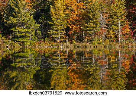 "Forest being reflected in beaver pond in autumn, Eastern Townships, West Bolton, Quebec, Canada, North America" View Large Photo Image Stock Photo - "Forest being reflected in beaver pond in autumn, Eastern Townships, West Bolton, Quebec, Canada, North America". Fotosearch
